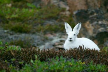Cute Baby Bunny Rabbit