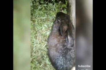 Funny Baby Bunny Rabbits Video Compilation -| cute rabbits