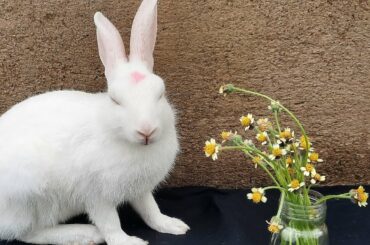 Bunny eating wild flowers! - but what happened?