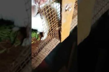 New born baby rabbit ...