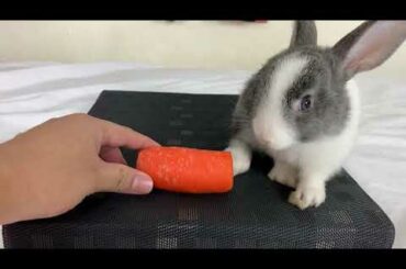 The First Attempted Baby Bunnies Trying Carrot