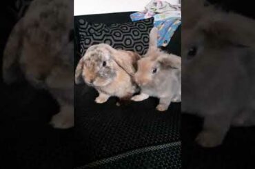 The adventures of Fred and Ted. Baby rabbit introducing his new friend Fred. So cute!!