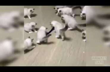 Cute Cats 💖💖💖😻 Funny Dogs – Bunny – Never Stop Laughing #Funny Mischief