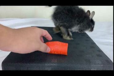 The First Attempted Rabbit Trying Carrot
