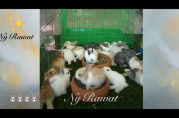 Baby rabbits at home, they are very cute🐇🐇