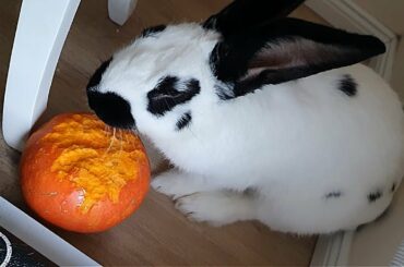 Joey, Rabbit is eating Pumpkin & Cable Cover. 3 times rep. Pet. Bunny. Rabbit Care Video, Sounds