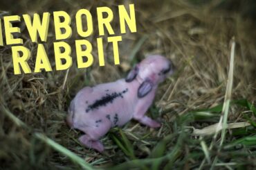 New Born Rabbit | Cutest Bunnies ever!