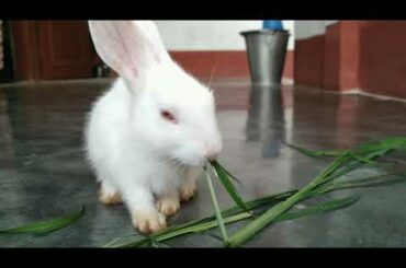 Cute Baby Bunny Rabbit 🐰 eating Grass । Bunny The Super Star ⭐।