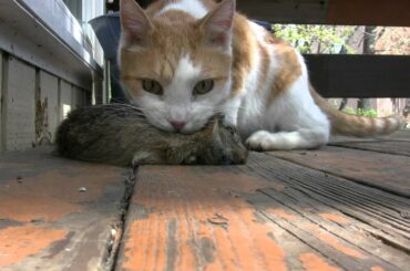 Buddy caught a baby rabbit