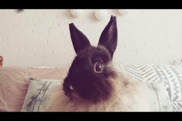 Adorable little rabbit slurping water (sound on)