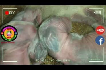 5 Cute Baby Bunnies Day 3