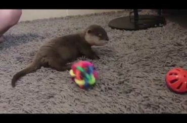 Cute Baby Animals | Funny Animals | Cutest Animals | Part 2