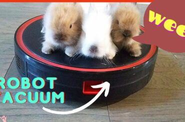 Bunnies on a Robot Vacuum