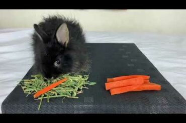 Rabbit Eating Hay Rather Than Fresh Carrot