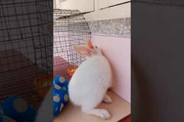 Rabbit.  Cute ❤️❤️❤️ bunny #bunnt #rabbit