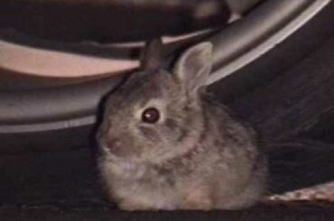 Diary of a Crazy Asian Boy 07-23-2009 - Baby Rabbit