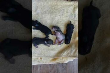 Should you touch baby rabbits? Let's ask these Netherland Dwarf babies!