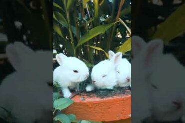 funny cute Baby Bunny Rabbit watch pet's video