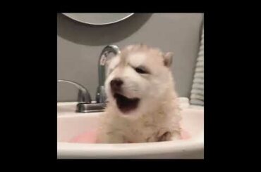 Cute Baby Animals | Funny Animals | Cutest Animals | Part 3