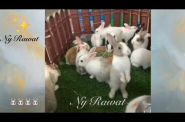 Rabbits in cages are very beautiful rabbits.😍😍