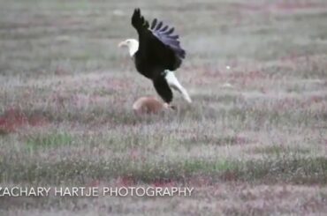 Wild Kingdom: eagle snatches a fox holding a rabbit
