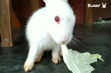 Bunny eats Cabbage 🥬। Bunny The Super Star ⭐ 😍।