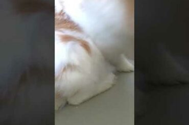 Cute rabbit video