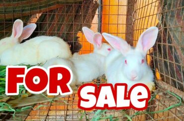 #𝐑𝐚𝐛𝐛𝐢𝐭 𝐟𝐨𝐫 𝐬𝐚𝐥𝐞 ||Rabbit 𝟏𝐌𝐀𝐋𝐄 𝐀𝐍𝐃 𝟐𝐅𝐄𝐌𝐀𝐋𝐄𝐒