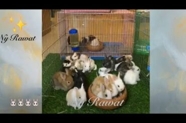 Let's see the rabbits eating really cute Video full HD 2020