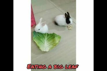 My cute little bunnies