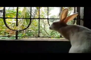Cute rabbit watching rain !!!