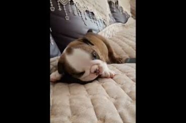🐶Cute Baby Dog - Puppy | Cute Baby Animals Video | Cute TV !