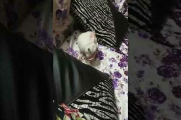 #cute #rabbit 🐰 #chiku