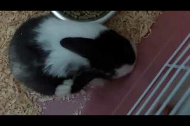 Cutest rabbit ever!