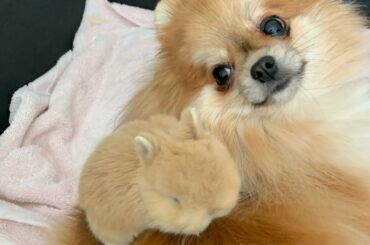 Our Pomeranian Gave Birth to a Baby Bunny!!!