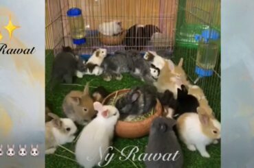 This rabbit is really smart and very cute. Video 2020