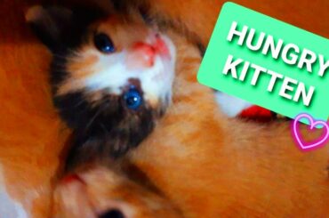 😍 Cat Moms Nursing Their Cute Baby Kittens ❤️ #Day_After_Day