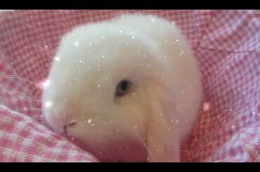 Pure white baby bunny in basket. Cuteness can melt a mountain.