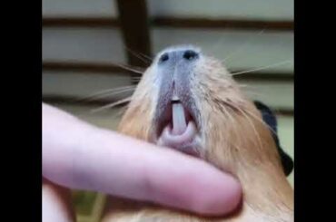My cute rabbit - look at its teeth