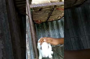 My cute rabbit.#BABYBUNNY