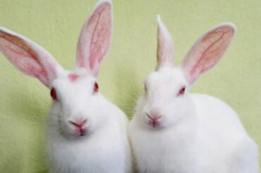 Twin bunnies pose for the camera - Adorable!