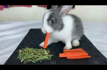 Rabbit Eating Carrot And Hay