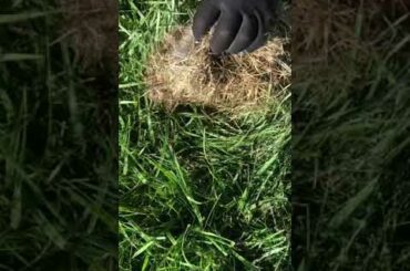 little baby bunnies
