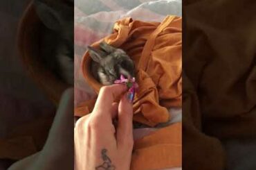 Baby rabbit wasn’t eating