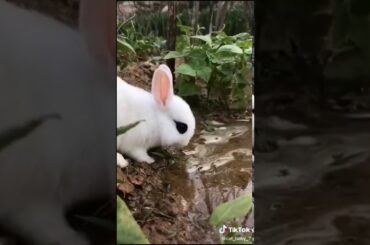 So cute rabbit baby 😊😊