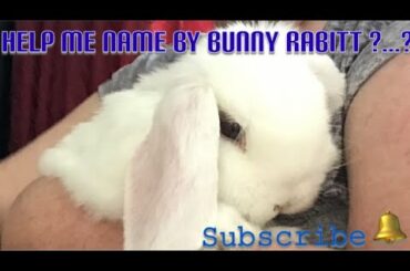 Help Me Name My Bunny Rabbit