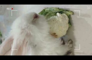 Baby Rabbit eating 😍