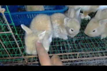 Mom - Oyen (Orange) # Baby rabbit age 22 days