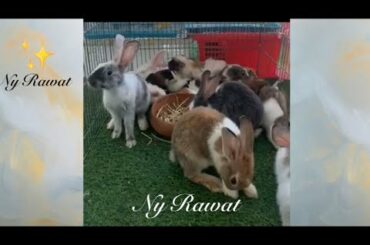 Facts about rabbits  Raising and feeding rabbits🐰🐰