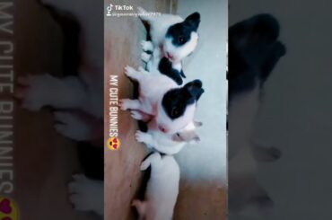 Cute bunnies 😍 Rabbit babies